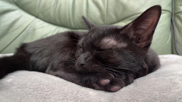 しっぽを横に動かした猫