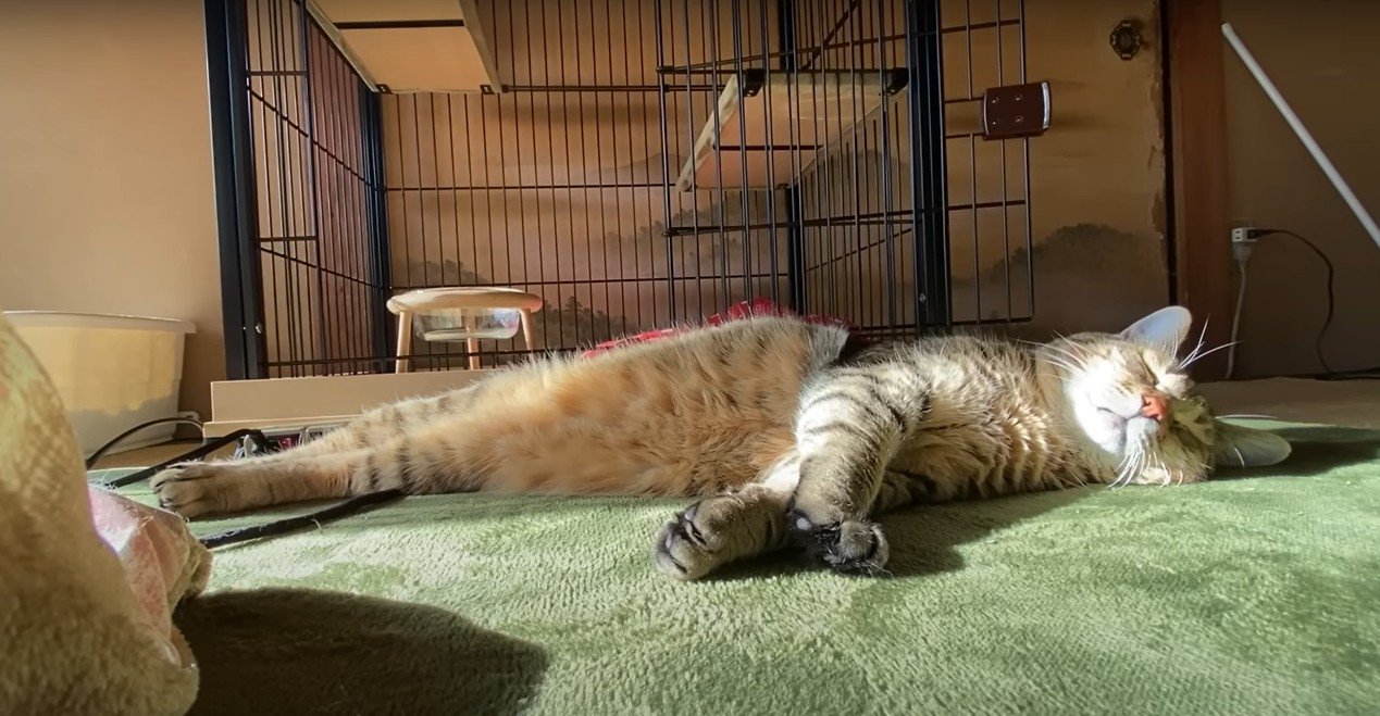 横になって眠る猫