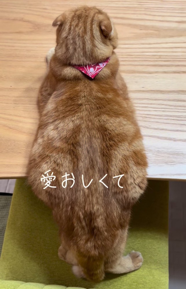 上から見た猫