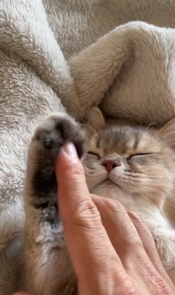 手を触られる猫
