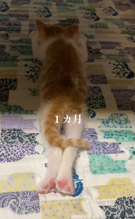 足を伸ばして寝ている子猫