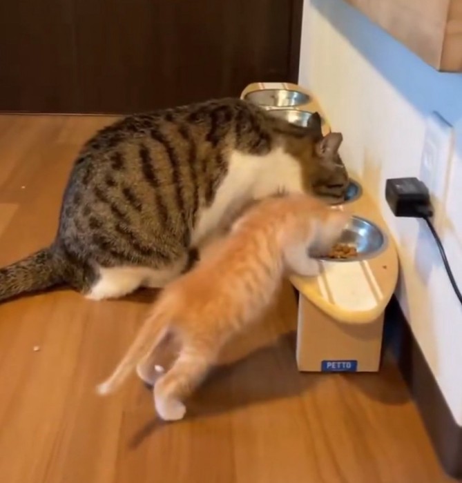 ご飯を覗き込む子猫2