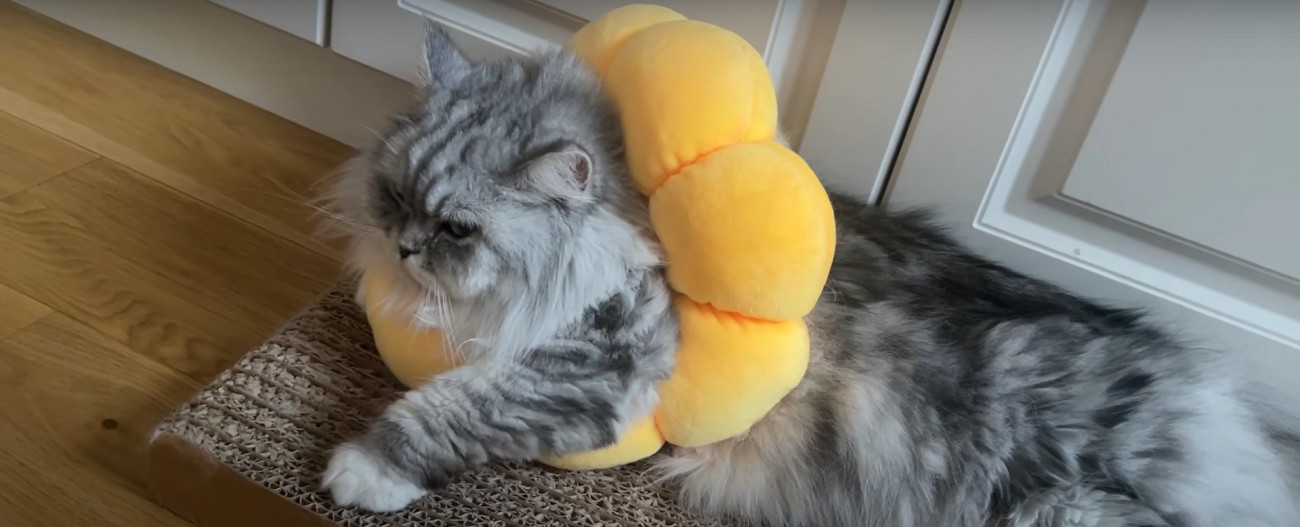 横になっている猫%ふさふさの長毛