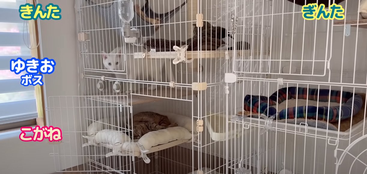 ケージの中に猫4匹