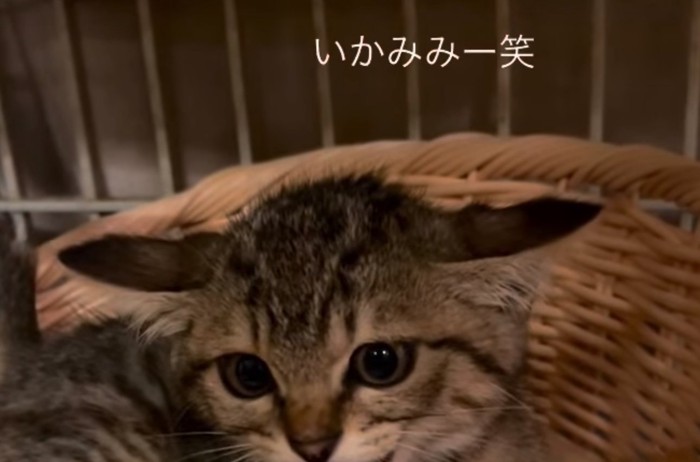 子猫のイカ耳