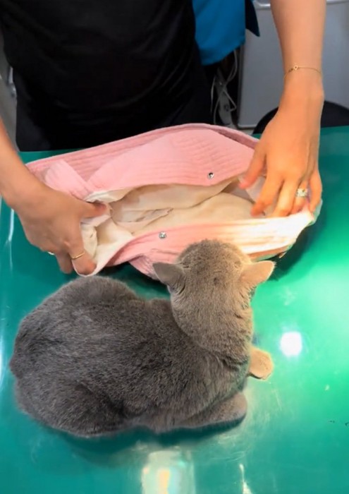 首を伸ばす猫