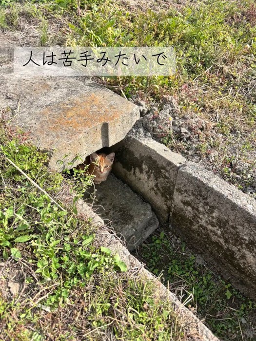 隠れる子猫