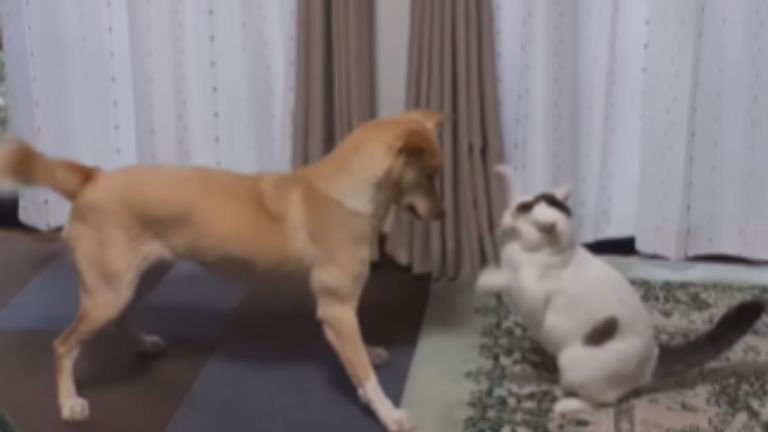 じゃれあう猫と犬