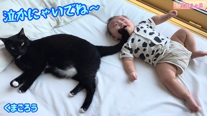 赤ちゃんをあやす猫