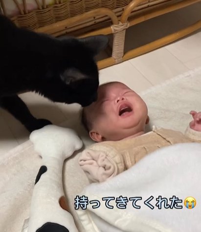 赤ちゃんの顔に鼻を付ける猫