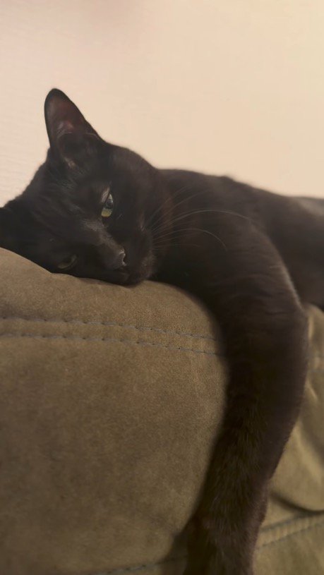 カウチの上に寝そべる猫