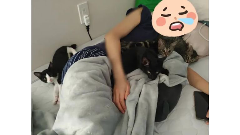女性と子猫