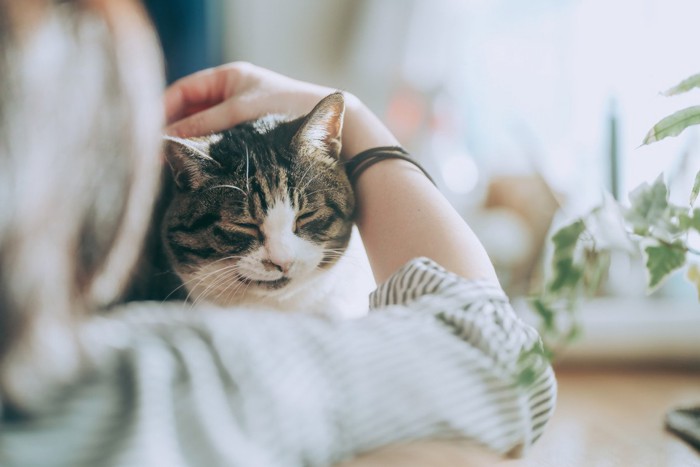 飼い主と猫