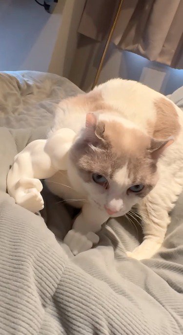 白い腕のおもちゃを着けて座る猫