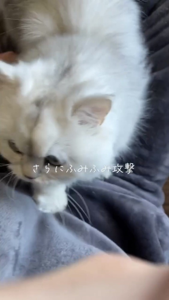 膝の上に乗る猫