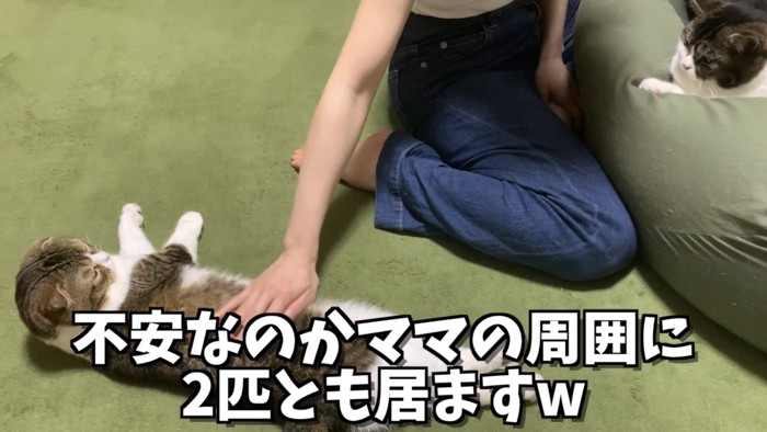 「不安なのかママの周囲に...」のテロップ写真