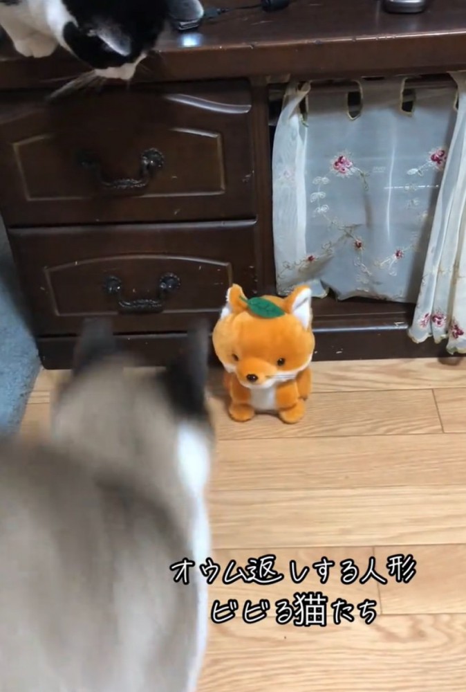 飛び上がる猫たち
