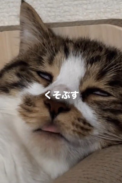 脱力した猫