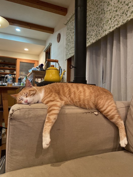 ソファでくつろぐマメちゃん