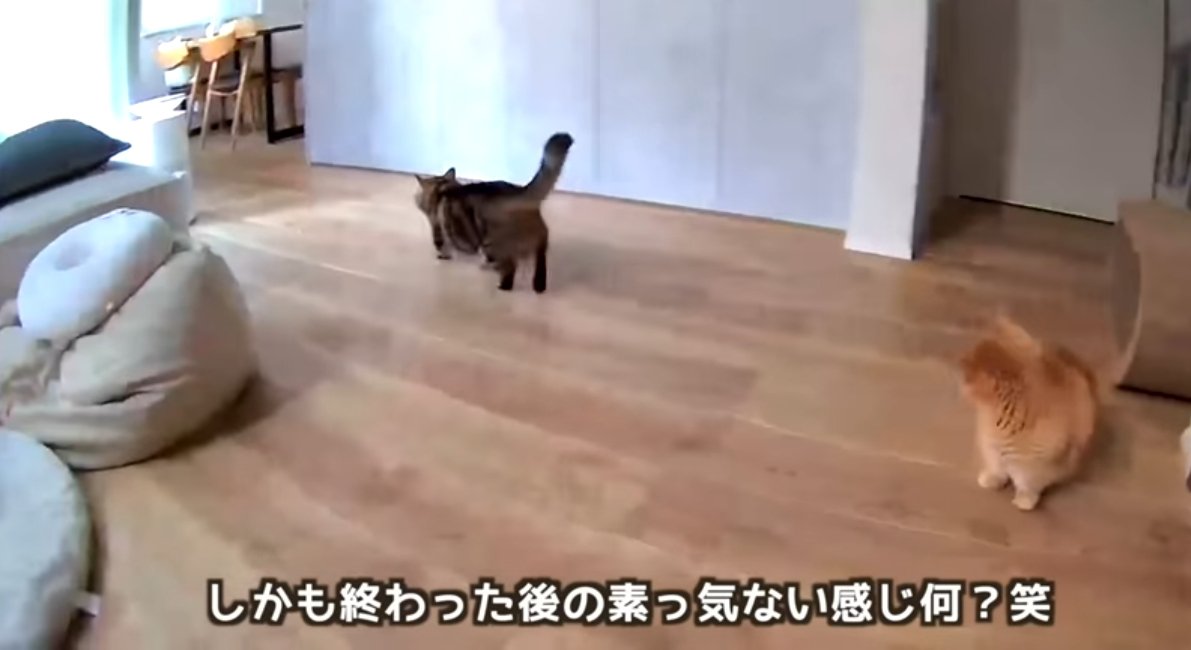 去っていくメルくん