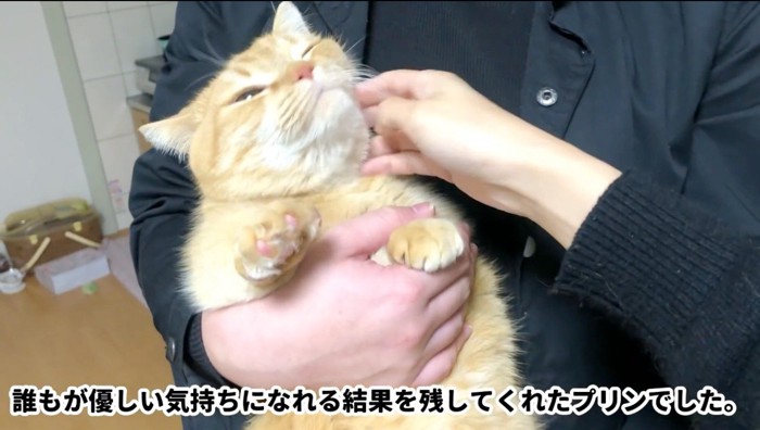 男性に抱き上げられて、女性にも撫でられる猫