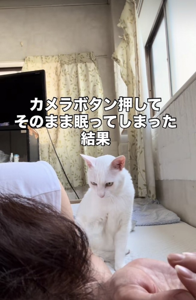 眠るママを起こす白猫
