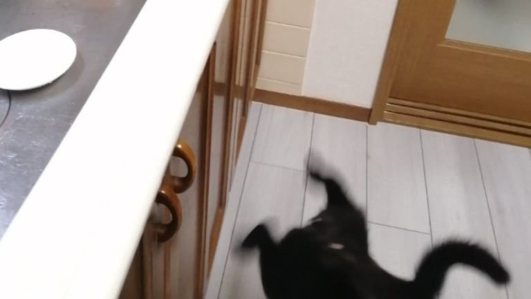 転落している猫