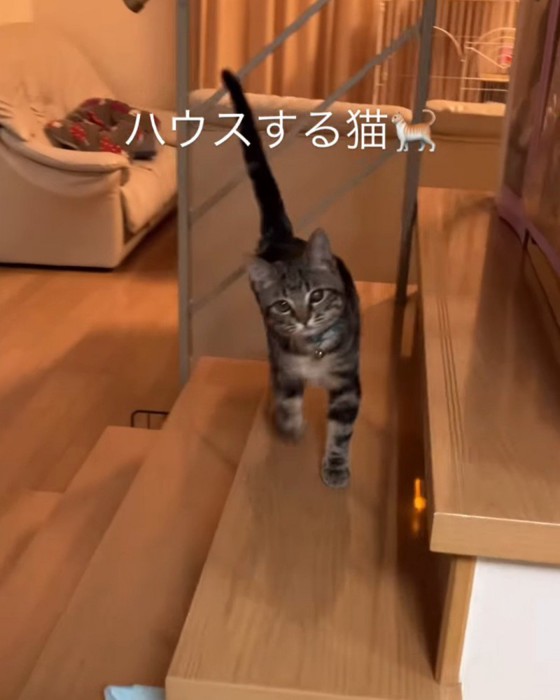 歩いてきた子猫