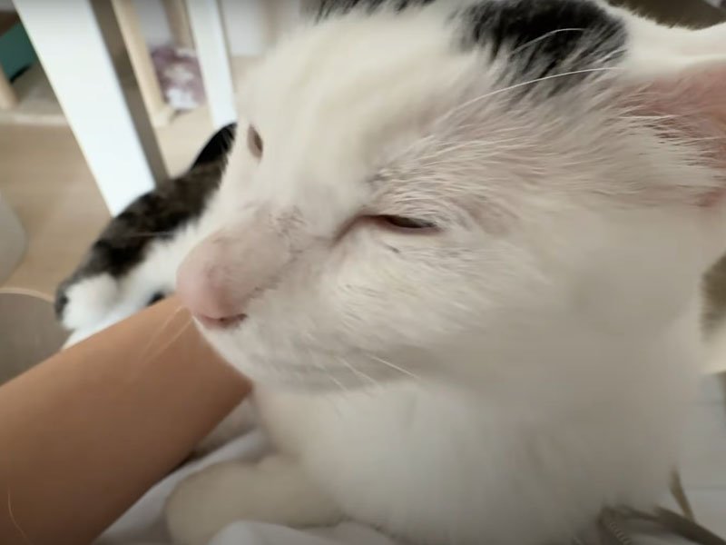撫でられる猫