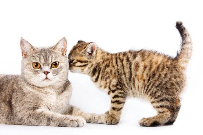 しっぽを立てながら母猫に寄り添う子猫