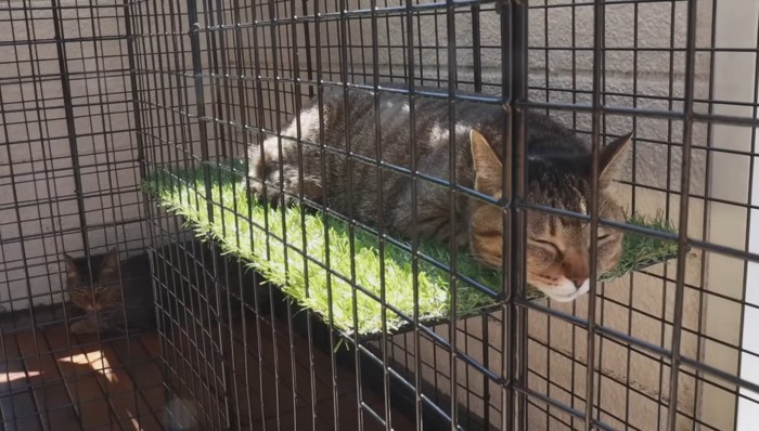 人工芝でお昼寝