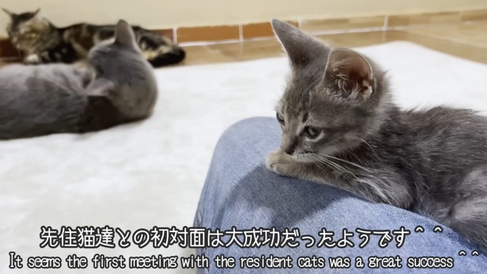 テロップ「先住猫達との~」