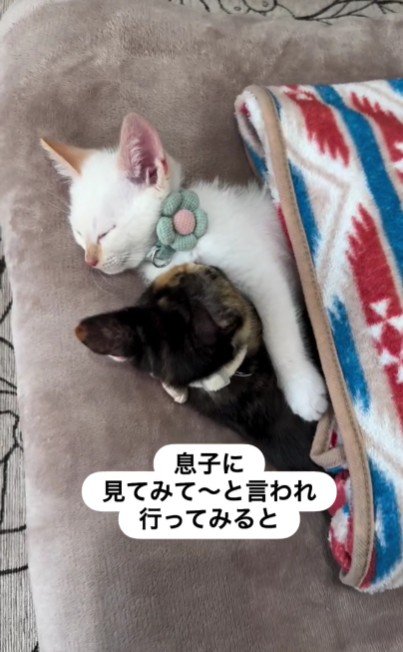 寝ている2匹の猫