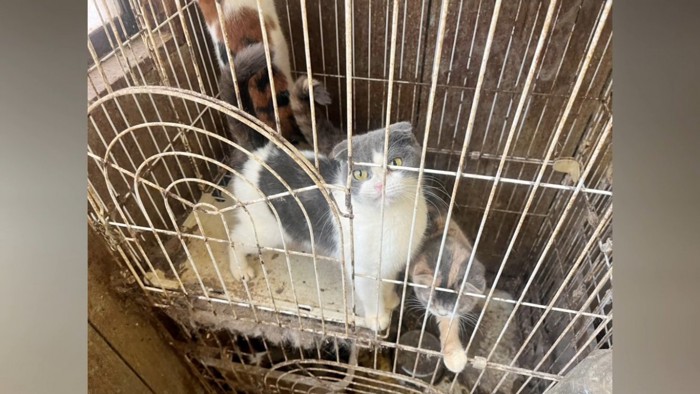 繁殖場の汚れたケージの中の2匹の猫