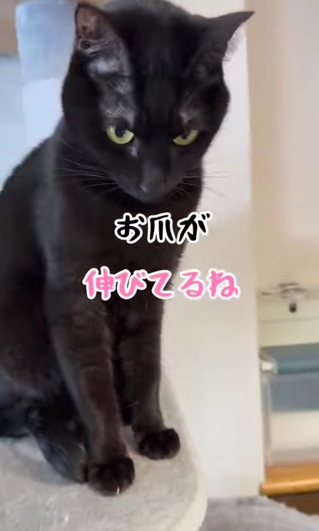 キャットタワーの上の黒猫