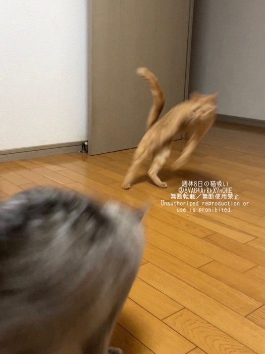 サイドステップをする麦芽ちゃん