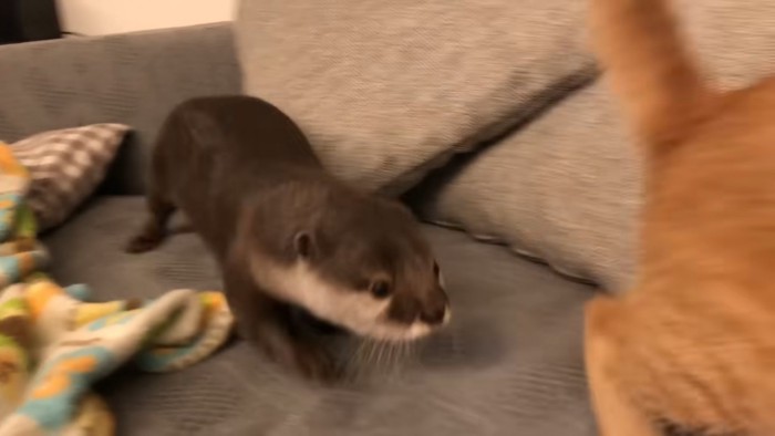 走る子猫とカワウソ