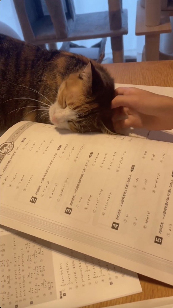 教科書のうえに乗る猫