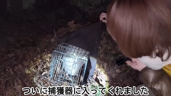 捕獲器の中にいる白い猫