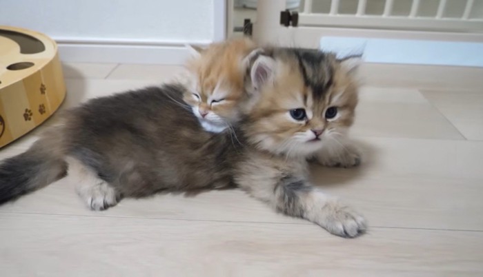 寝てる猫と起きた猫