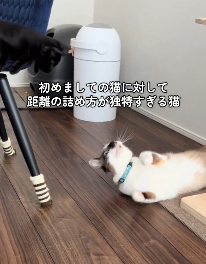 伸びをする2匹の猫