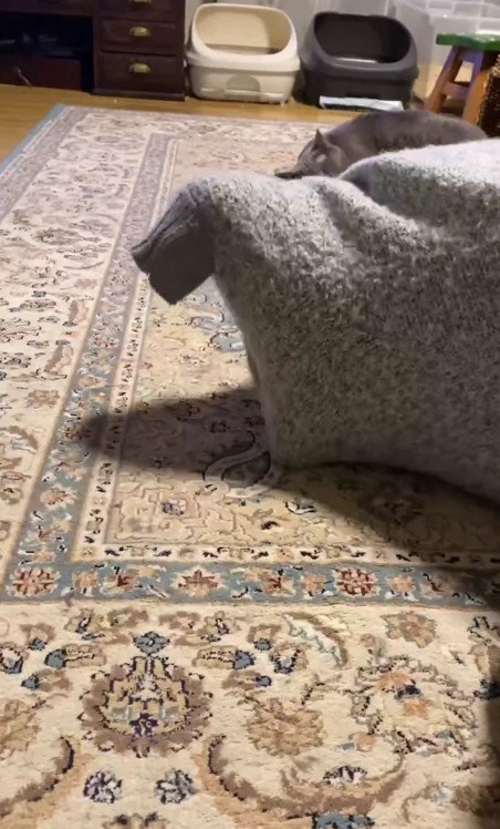 セーターに入った猫