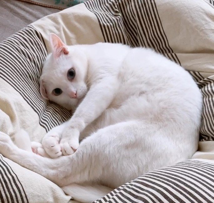 布団で寝る白猫