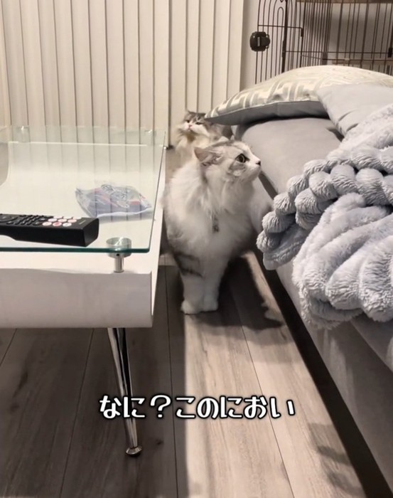 匂いを嗅ぐ猫