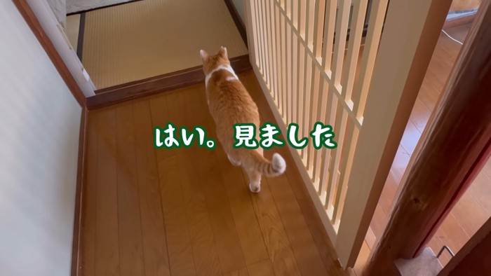 チャチャにお披露目