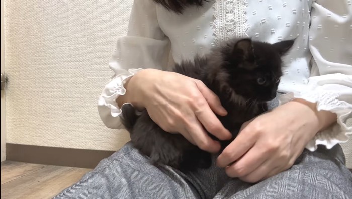 膝の上に乗るベニちゃん