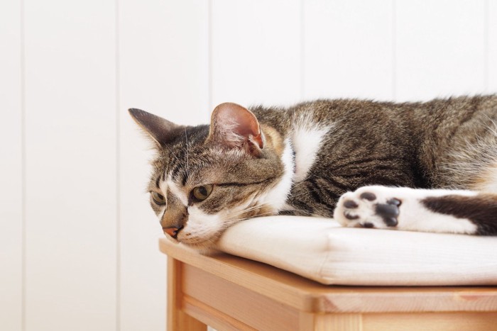 ぐったりする猫