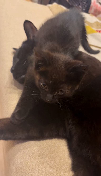 先住猫さんの前足付近に座るちこちゃん