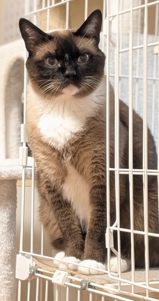 ケージの外を見る猫