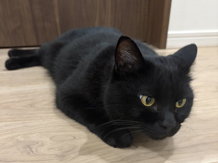 斜め前を見て足を伸ばしている黒猫